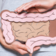 hands holding a model of the intestines